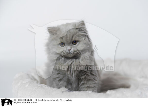 Highlander Ktzchen / Highlander Kitten / HBO-05823