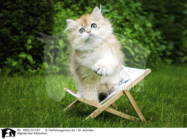Highlander K�tzchen / Highlander Kitten / WDV-01161