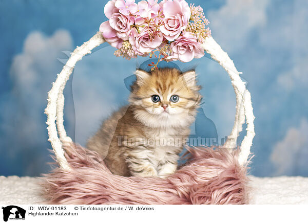 Highlander Ktzchen / Highlander Kitten / WDV-01183