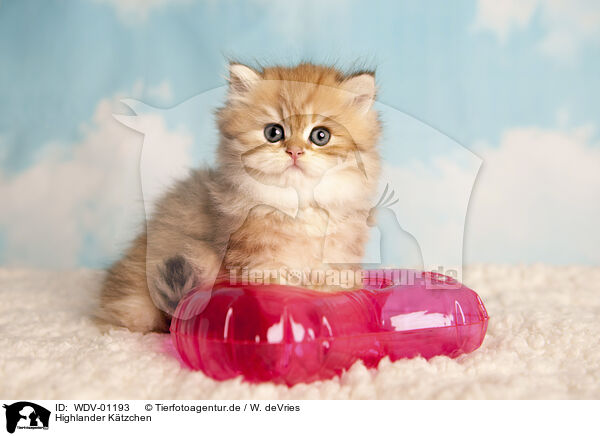 Highlander Ktzchen / Highlander Kitten / WDV-01193