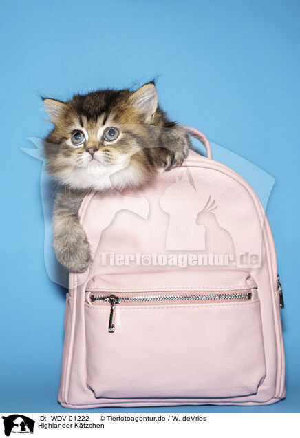 Highlander Ktzchen / Highlander Kitten / WDV-01222
