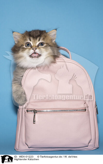 Highlander Ktzchen / Highlander Kitten / WDV-01223