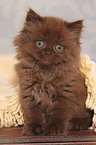 sitzendes Highlander Ktzchen