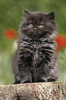 sitzendes Highlander Ktzchen