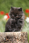 sitzendes Highlander Ktzchen