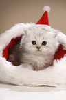 Highlander Ktzchen mit Weihnachtsmannmtze