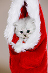 Highlander Ktzchen mit Weihnachtsmannmtze