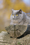 liegende Highlander