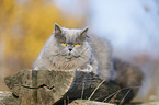 liegende Highlander
