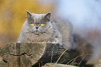 liegende Highlander