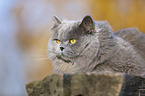 liegende Highlander