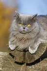 liegende Highlander