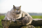 liegende Highlander