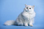 sitzender Highlander Kater