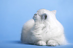 liegender Highlander Kater