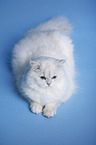 liegender Highlander Kater