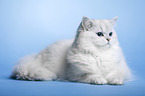 liegender Highlander Kater