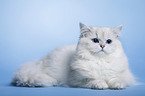 liegender Highlander Kater