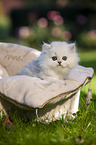 Britisch Langhaar Kätzchen im Katzenbett