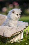 Britisch Langhaar Kätzchen im Katzenbett