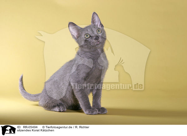 sitzendes Korat Ktzchen / sitting kitty / RR-05494