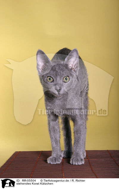stehendes Korat Ktzchen / RR-05504