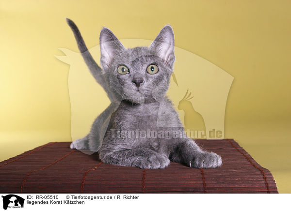 liegendes Korat Ktzchen / lying kitty / RR-05510