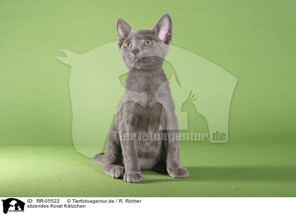 sitzendes Korat K�tzchen / sitting kitty / RR-05522
