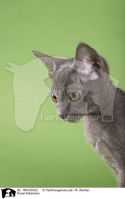 Korat Ktzchen / Kitty Portrait / RR-05523