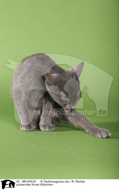 putzendes Korat K�tzchen / cleaning korat kitty / RR-05534