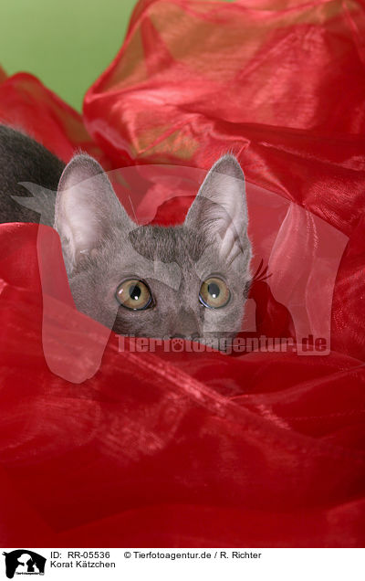 Korat Ktzchen / Kitty Portrait / RR-05536