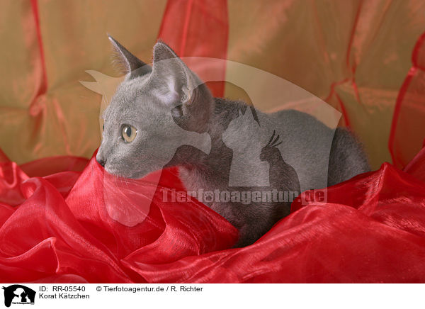 Korat Ktzchen / Kitty / RR-05540