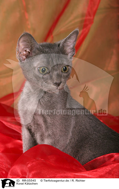 Korat Ktzchen / Kitty / RR-05545