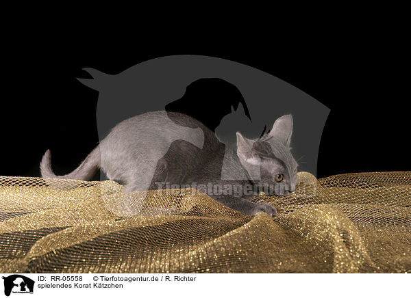spielendes Korat Ktzchen / playing korat kitty / RR-05558