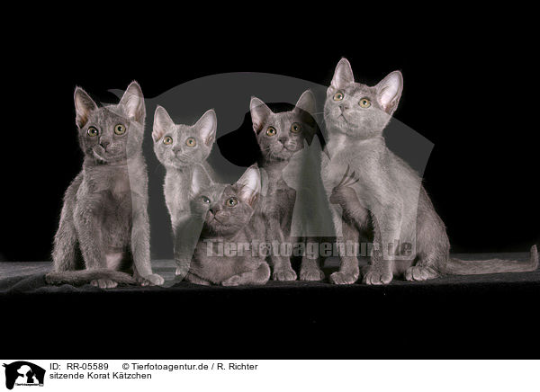 sitzende Korat Ktzchen / sitting korat kitty / RR-05589