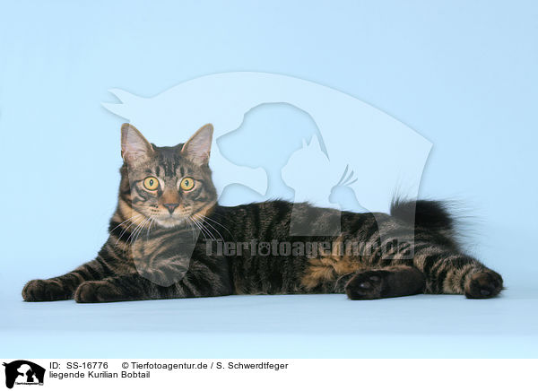 liegende Kurilian Bobtail / SS-16776