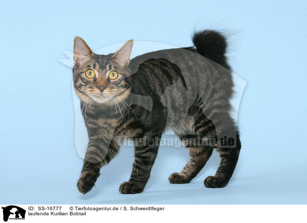 laufende Kurilian Bobtail / SS-16777