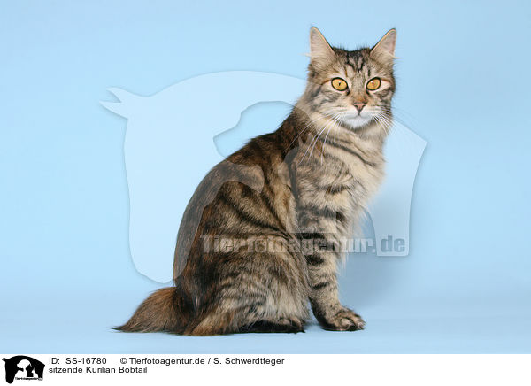 sitzende Kurilian Bobtail / SS-16780