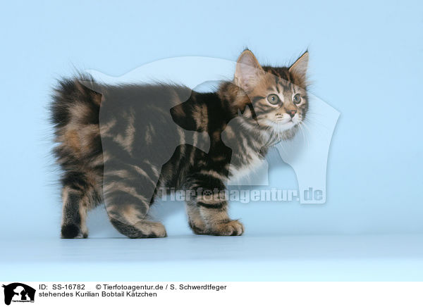 stehendes Kurilian Bobtail Ktzchen / standing Kurilian Bobtail kitten / SS-16782