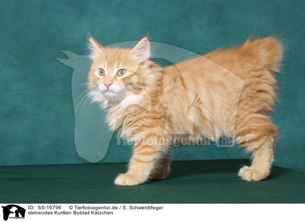 stehendes Kurilian Bobtail Ktzchen / standing Kurilian Bobtail kitten / SS-16796