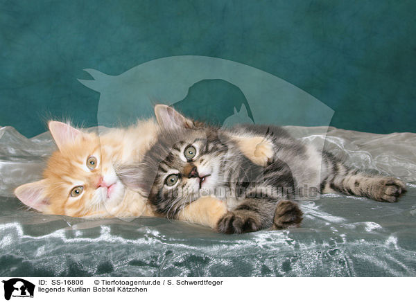 liegends Kurilian Bobtail Kätzchen / lying Kurilian Bobtail kitten / SS-16806