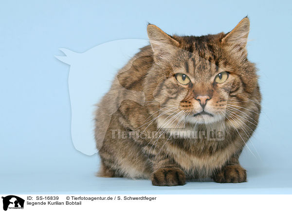 liegende Kurilian Bobtail / lying Kurilian Bobtail / SS-16839