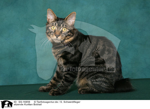 sitzende Kurilian Bobtail / sitting Kurilian Bobtail / SS-16856