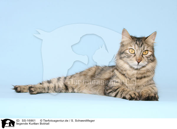 liegende Kurilian Bobtail / lying Kurilian Bobtail / SS-16861