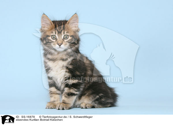 sitzendes Kurilian Bobtail Ktzchen / sitting Kurilian Bobtail kitten / SS-16878