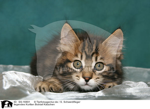 liegendes Kurilian Bobtail Ktzchen / SS-16891