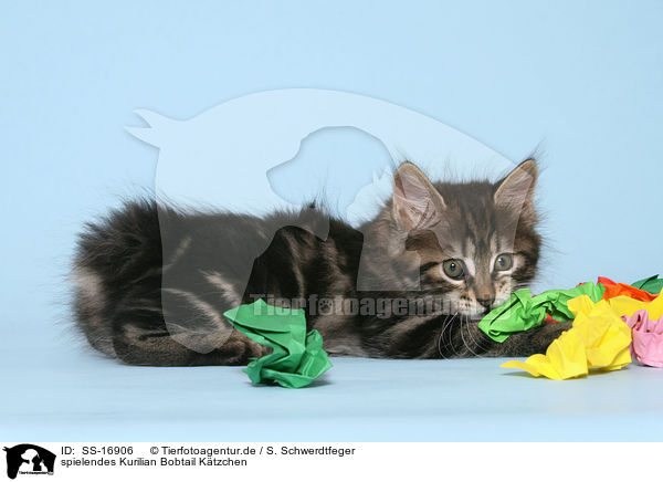 spielendes Kurilian Bobtail Ktzchen / playing Kurilian Bobtail kitten / SS-16906