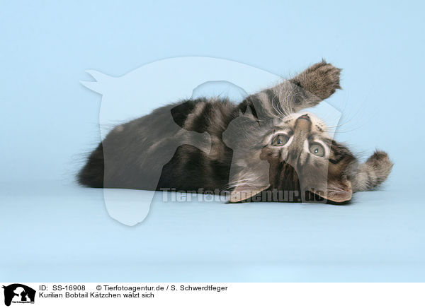 Kurilian Bobtail Ktzchen wlzt sich / SS-16908
