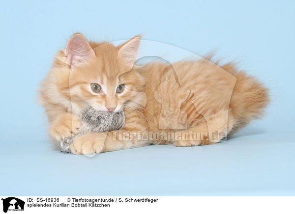 spielendes Kurilian Bobtail Ktzchen / playing Kurilian Bobtail kitten / SS-16936