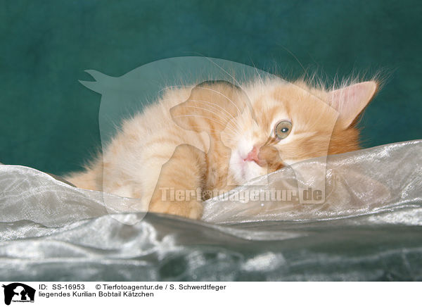 liegendes Kurilian Bobtail Ktzchen / lying Kurilian Bobtail kitten / SS-16953